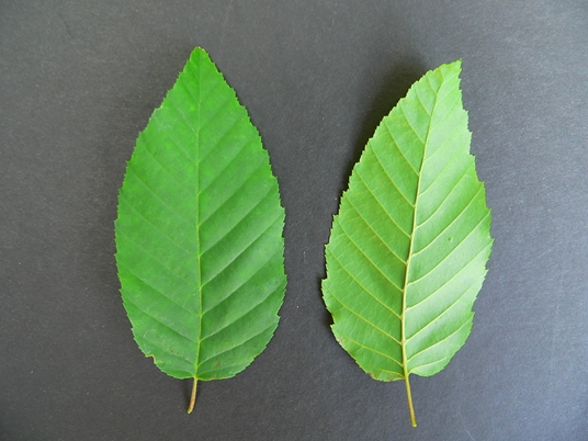 {Carpinus caroliniana}